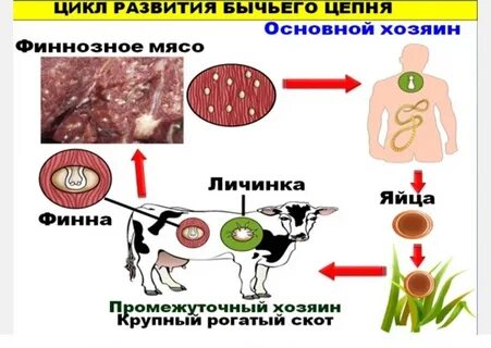 Финна бычьего цепня
