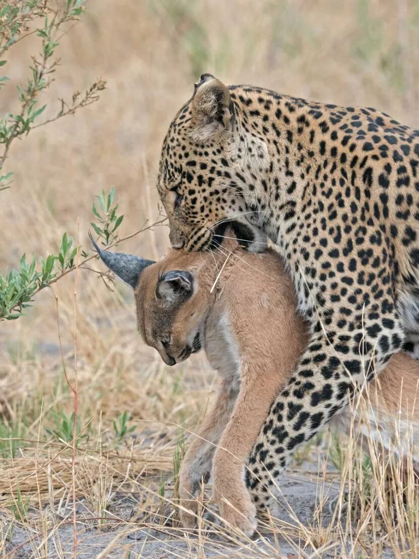 Почему самец гоняет самку. Сервал и гепард. Каракал и гепард. Сервал меланист. Каракал и леопард.
