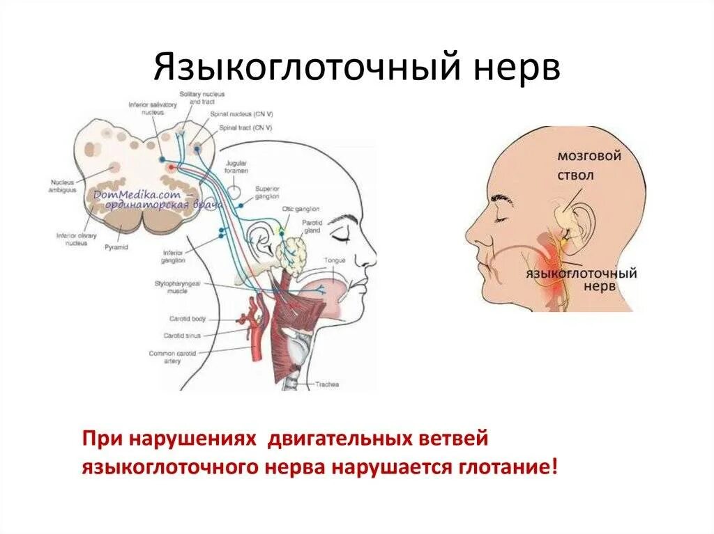 Языкоглоточный нерв неврология схема. Зона иннервации языкоглоточного нерва. Иннервация языкоглоточного нерва схема. Схема языкоглоточного нерва анатомия.