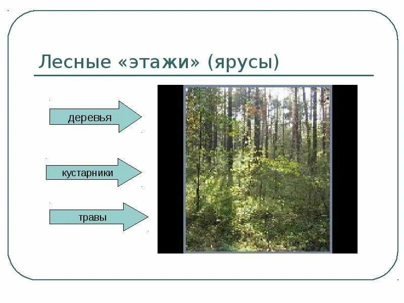 Какие ярусы. Ярусы в лесу. лесные этажи ярусы. ярусы леса схема. три яруса леса.