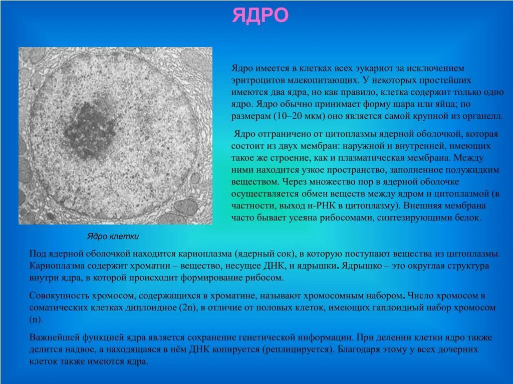 Как называется отверстие в оболочке ядра клетки. Строение кариоплазмы ядра. Кариоплазма функции. Кариоплазма строение. Имеется ядро.