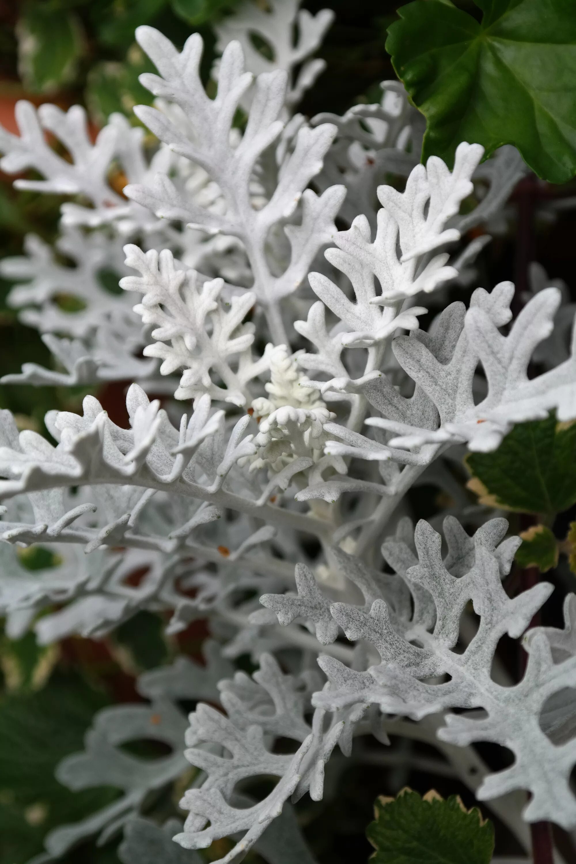 Сенецио цинерария. Цинерария Приморская cineraria maritima. Сенеция цинерария. Цинерария серебристая однолетник.