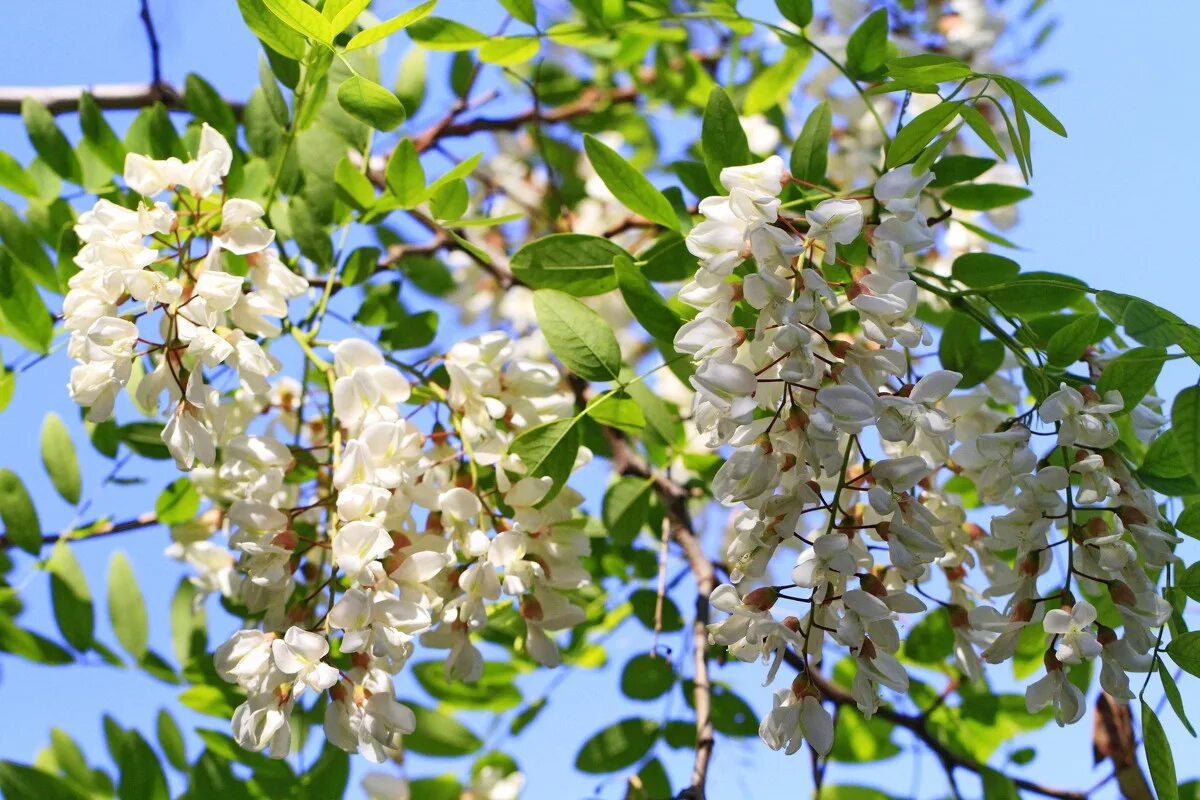 Белая акация кустарник. Акация белая (робиния). Робиния белая. Робиния белая. Акация белая (робиния псевдоакация) (robínia pseudoacácia).