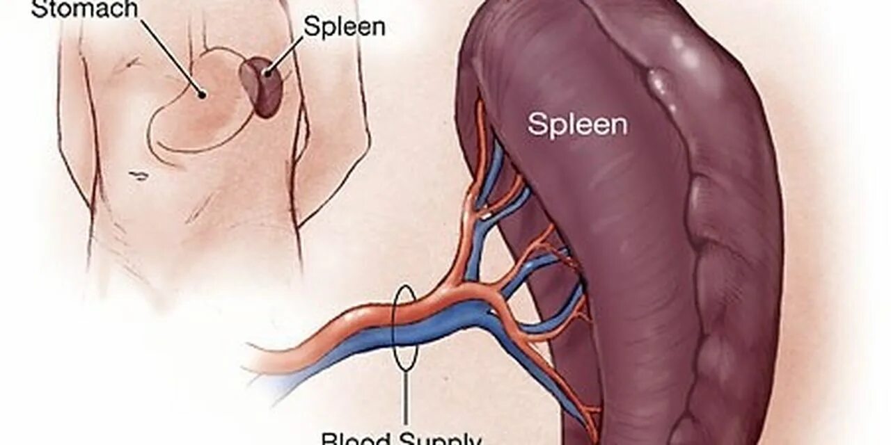 Слабости селезенки. Селезенка. Селезенка человека. Селезенка паренхиматозный орган. Где находится селезенка у ребенка.