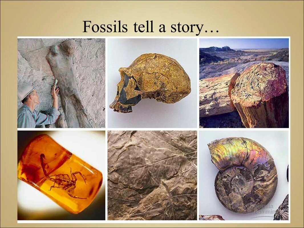 When we burn fossil. Окаменелости прошлого названия. как образуются окаменелости. презентация the fossil. fossil object shows.