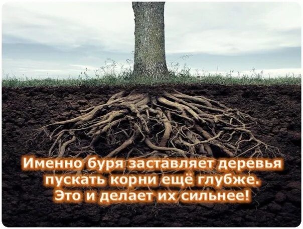 Корни дерева. Листы и корни текст. Они пускают корни. Значение корня в природе. Они пускают корни.