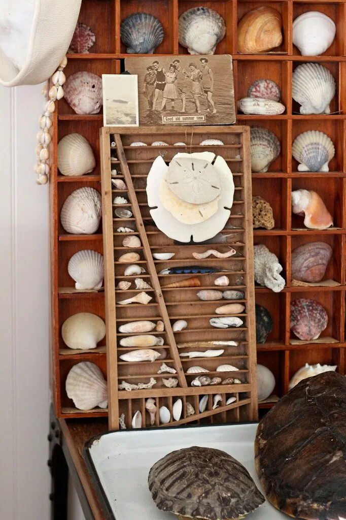 домашняя коллекция ракушек. можно ли держать дома ракушки. можно ли дома держать ракушки приметы. можно ли держать дома ракушки. ракушки морские.