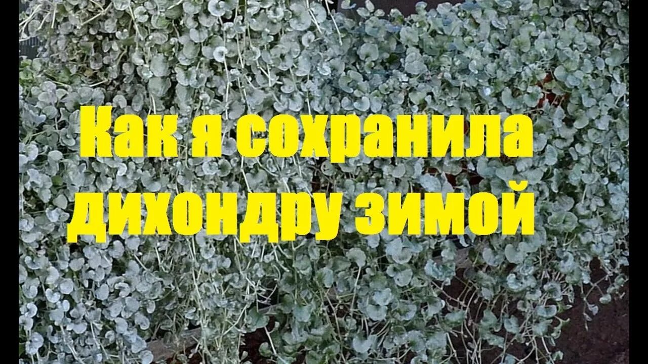 Дихондра посев семян на рассаду хитрости. Дихондра. дихондра серебристый. дихондра размножение. черенкуем дихондру.
