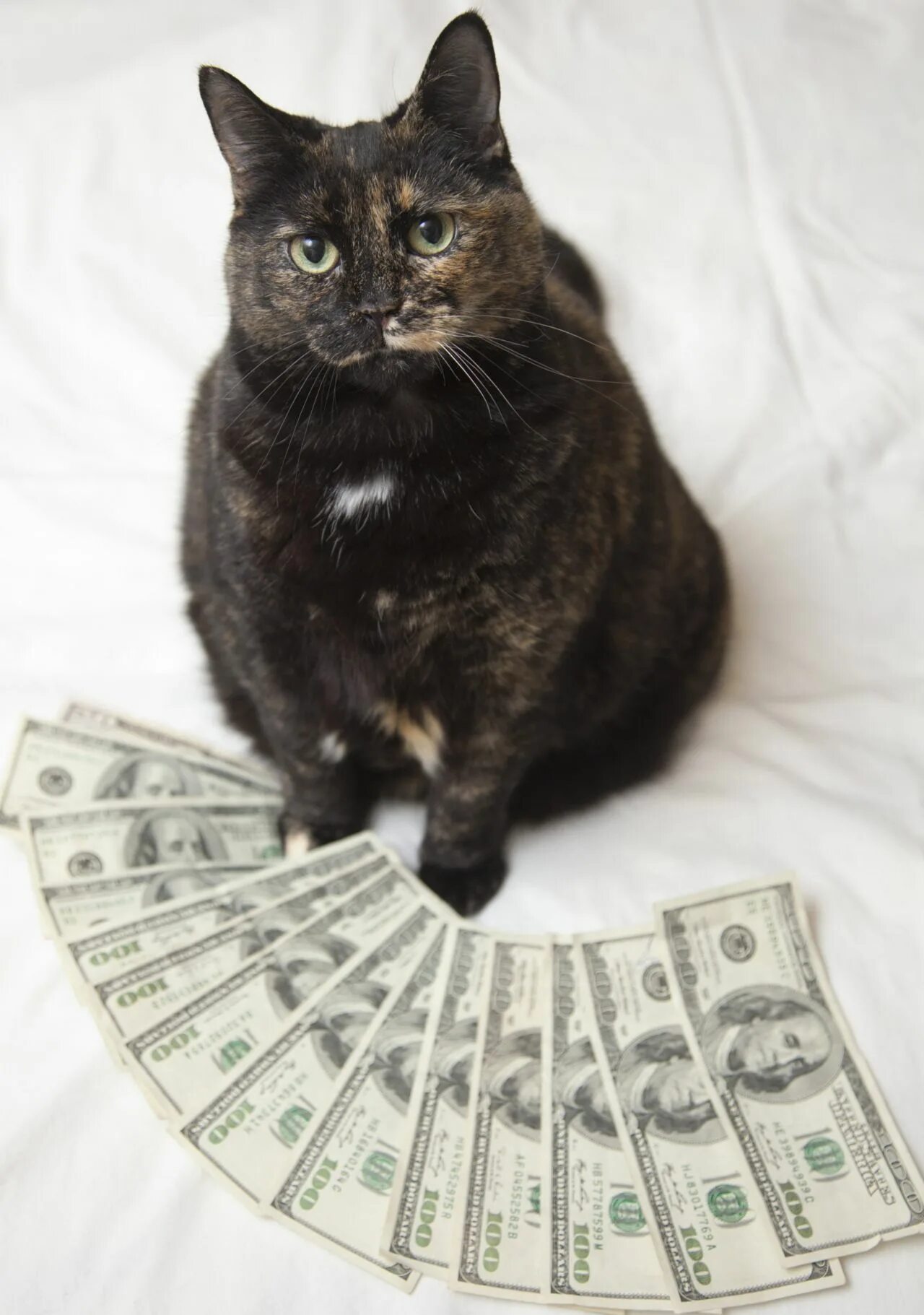Casino cat official money cat fun. Кот с деньгами. Денежный котик. Богатый кот. Котик с денежкой.