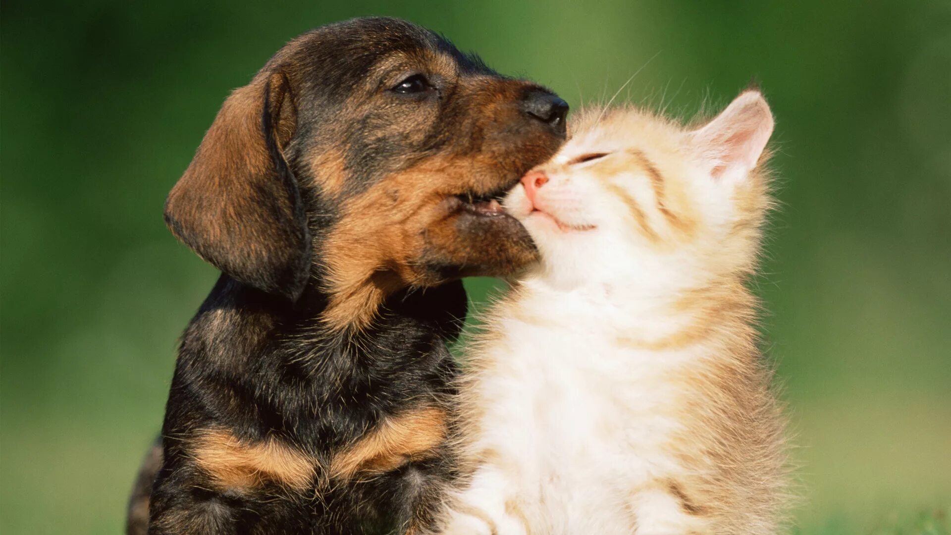 Dog and cat playing. Кошки и собаки. Собака и кошка вместе. Картинки кошек и собак. Милые кошки и собаки.