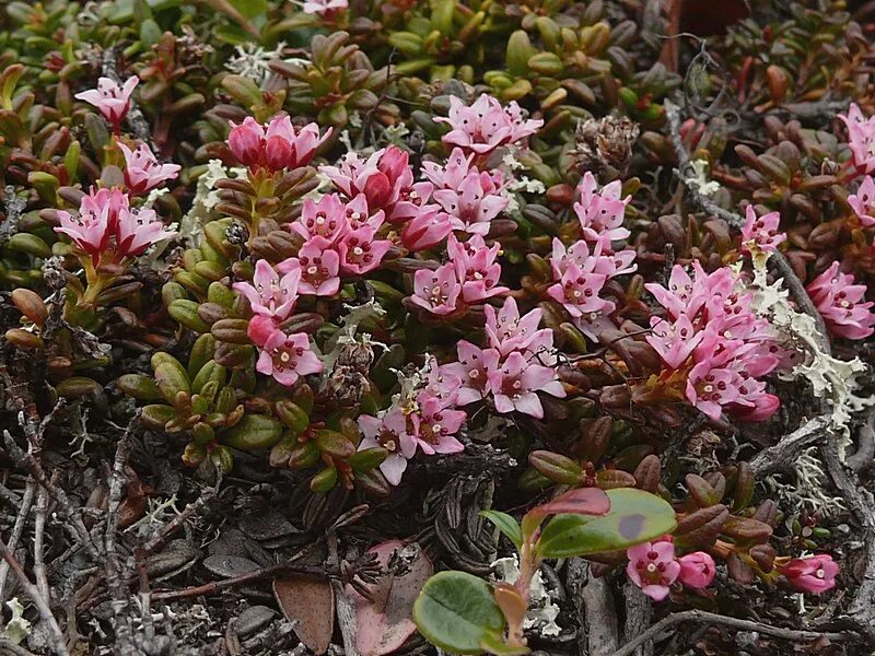 Plant north. Loiseleuria procumbens. Луазелеурия распростертая. Филлодоце голубая семейства вересковых. Novosieversia glacialis.