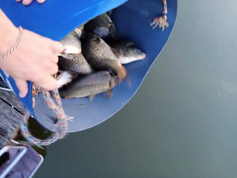 Кормление рыбы в пруду. 1 кг в прудах. Рыбхоз - карп. Большие рыбы. 1 кг в прудах.