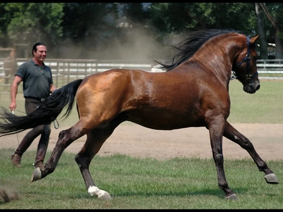 Видео про коне. Скакуны лошади. Самая быстрая лошадь в мире. Сильная лошадь. Самая красивая лошадь в мире.