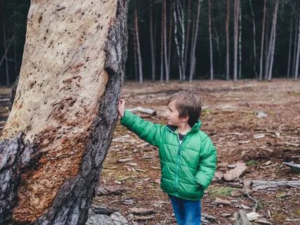 Интересное о лесе детям