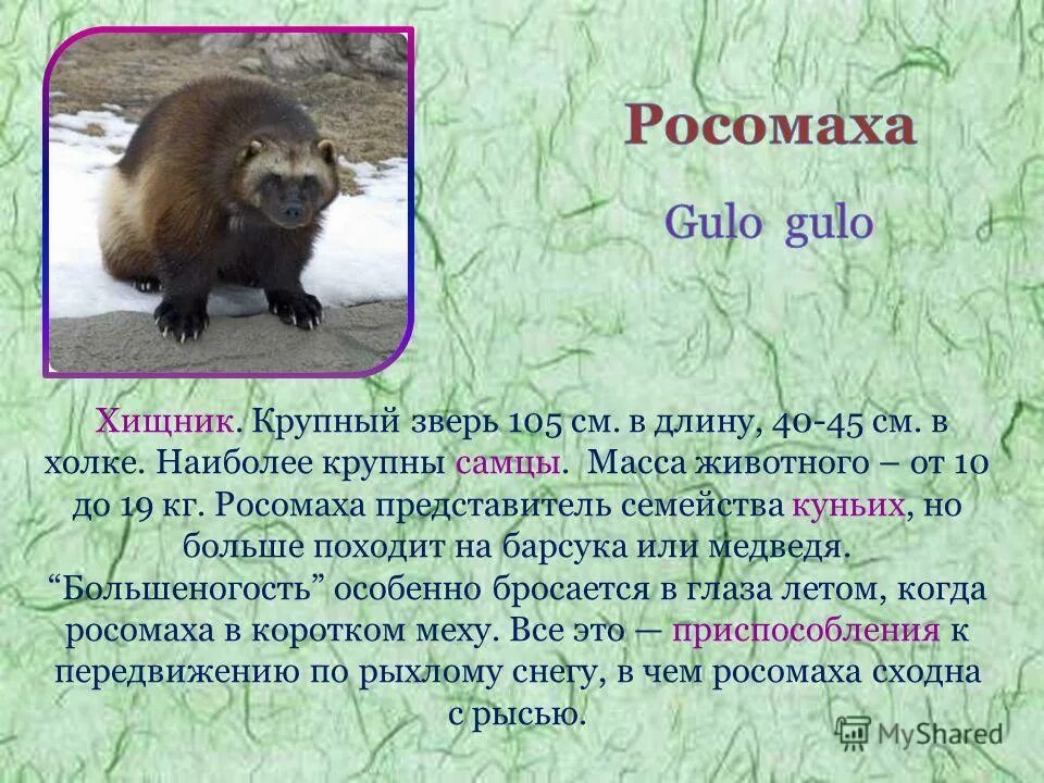 Росомаха в какой природной зоне обитает