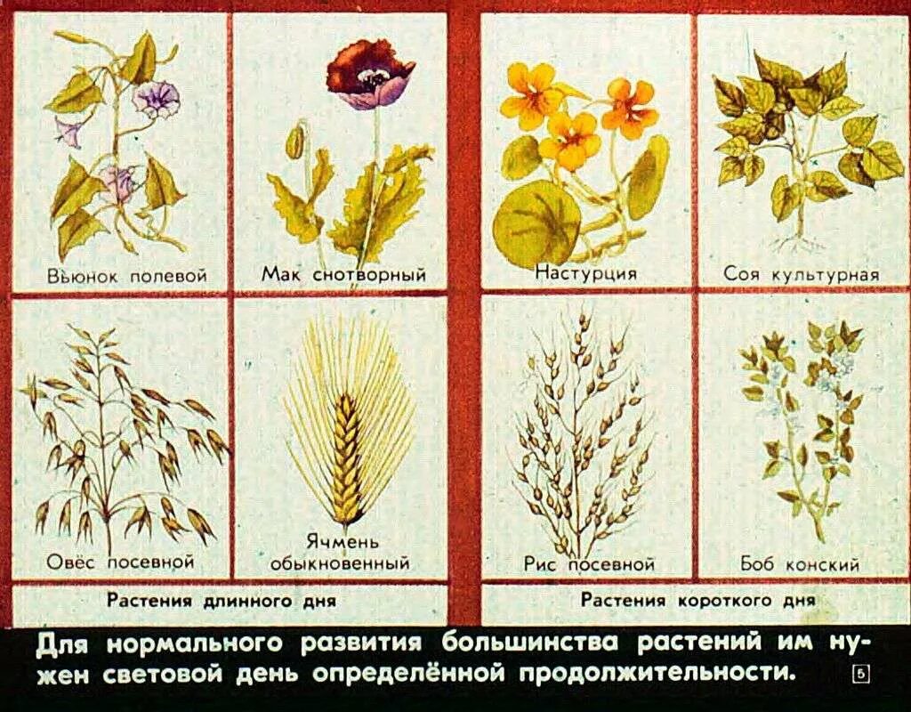 Время года лето изменения в жизни растений. Сезонные явления в жизни растений. Осенние весенние явления в жизни растений. Сезонные явления в жизни растений 5 класс биология. Сезонные явления в жизни растений 5 класс.