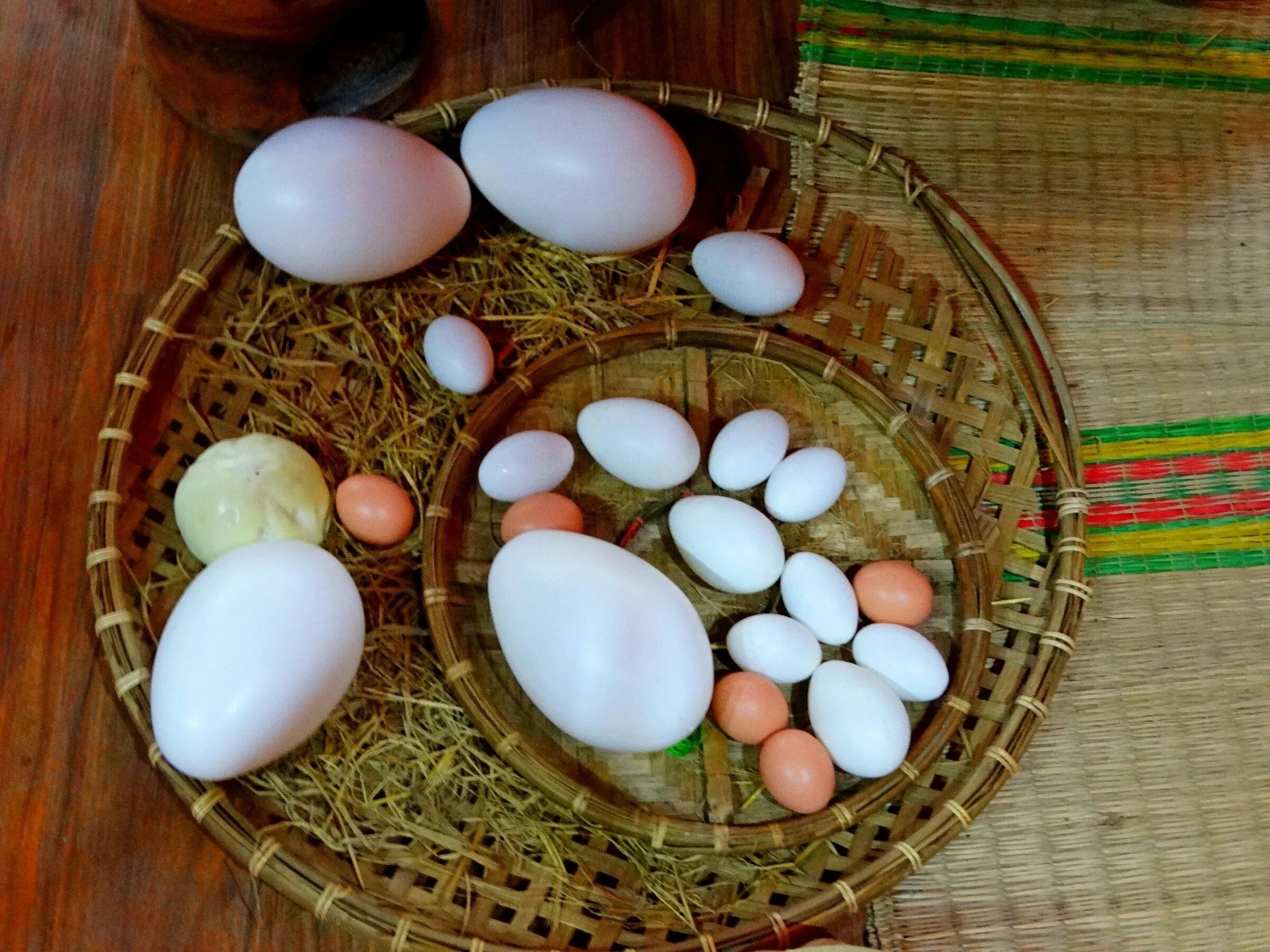 Яйца птиц. Разнообразие яиц. Форма птичьего яйца. Яйца диких птиц. Значение яйца птицы
