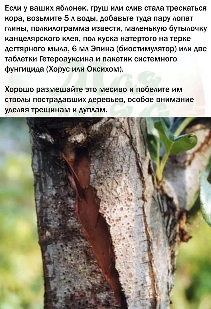 Почему трескается груша