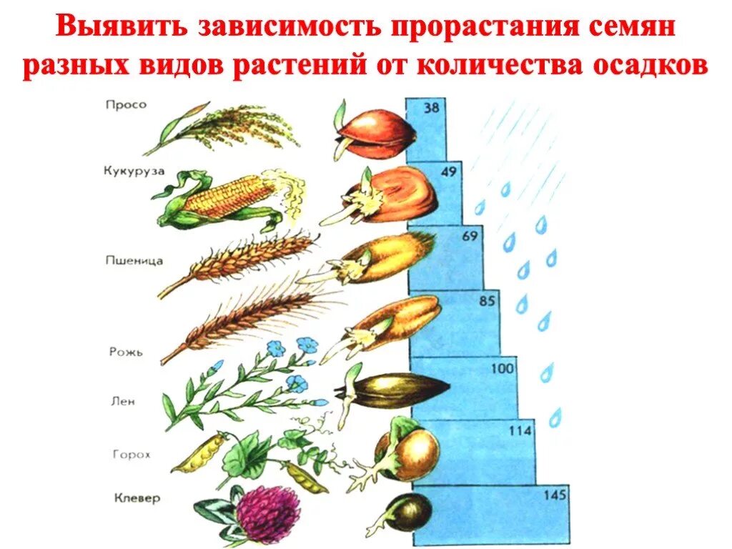 Презентация прорастание семян 6 класс пасечник. Типы роста растений 6 класс. Рост и развитие растений 6 класс биология. Индивидуальное развитие растений. Прорастание различных семян.