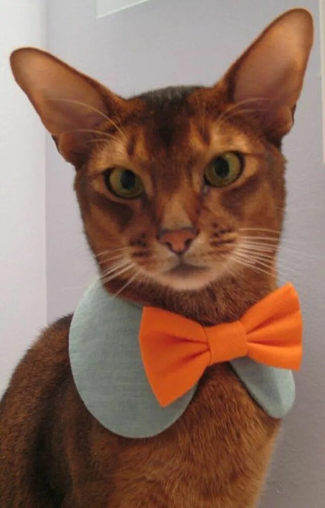 Рыжий кот в костюме. Костюм рыжего кота. рыжий кот в одежде. стильный котик. костюм на рыжих котах.