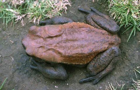 Самые самые лягушки