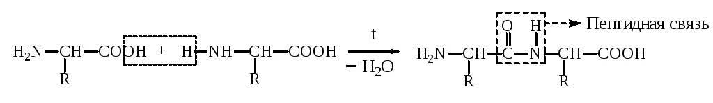 Аминоуксусная кислота уравнение реакции. Аминоуксусную кислоту в полипептид. Дипептид аминоуксусной кислоты. Дипептид аминоуксусной кислоты формула. Получение полипептида аминоуксусной кислоты.
