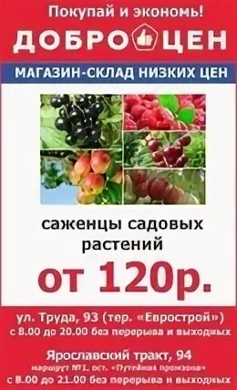 Доброцен мариинск