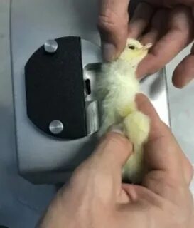 Вакцинация цыплят