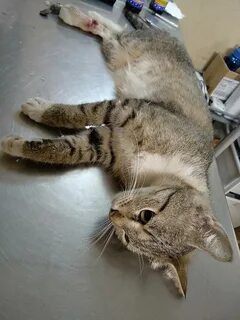 Кот отравился что делать