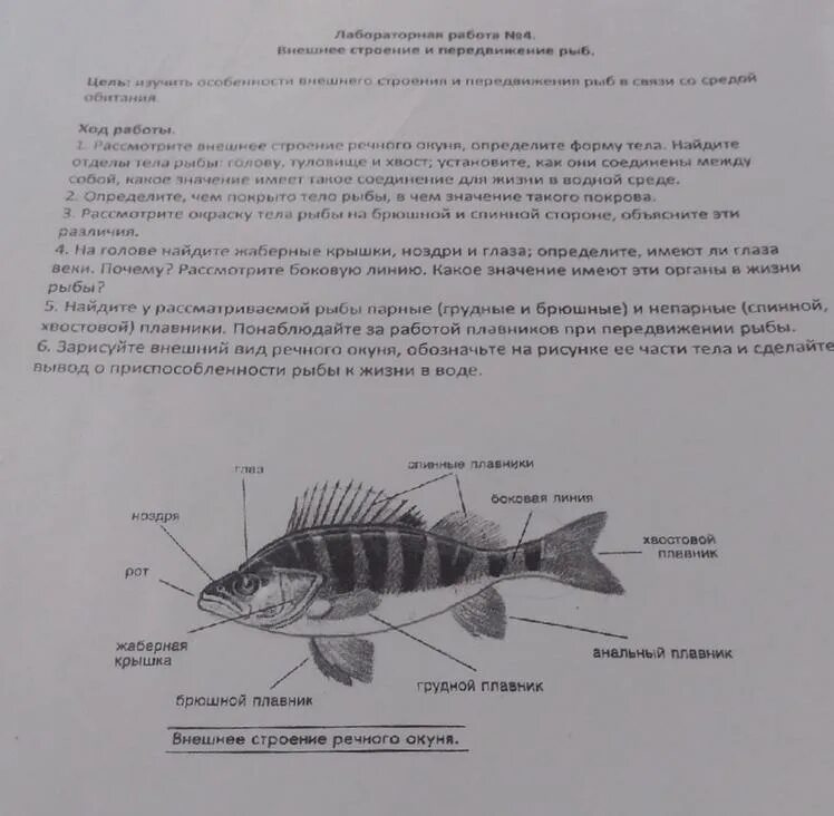 Лабораторная по биологии 7 изучение внешнего строения рыб. Рыба для лабораторной работы по биологии. Лабораторная работа по рыбам. Лабораторная работа исследование внутреннего строения рыбы. Передвижение рыб 7 класс биология лабораторная работа