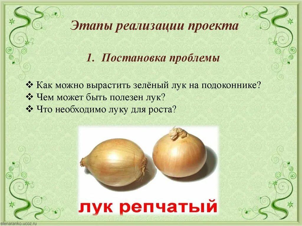 Интересные факты о луке. Лук описание для детей. Лук презентация для детей. Лук для презентации. Репчатый лук слайд.