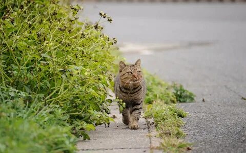 На утреннюю прогулку кошка вышла раньше