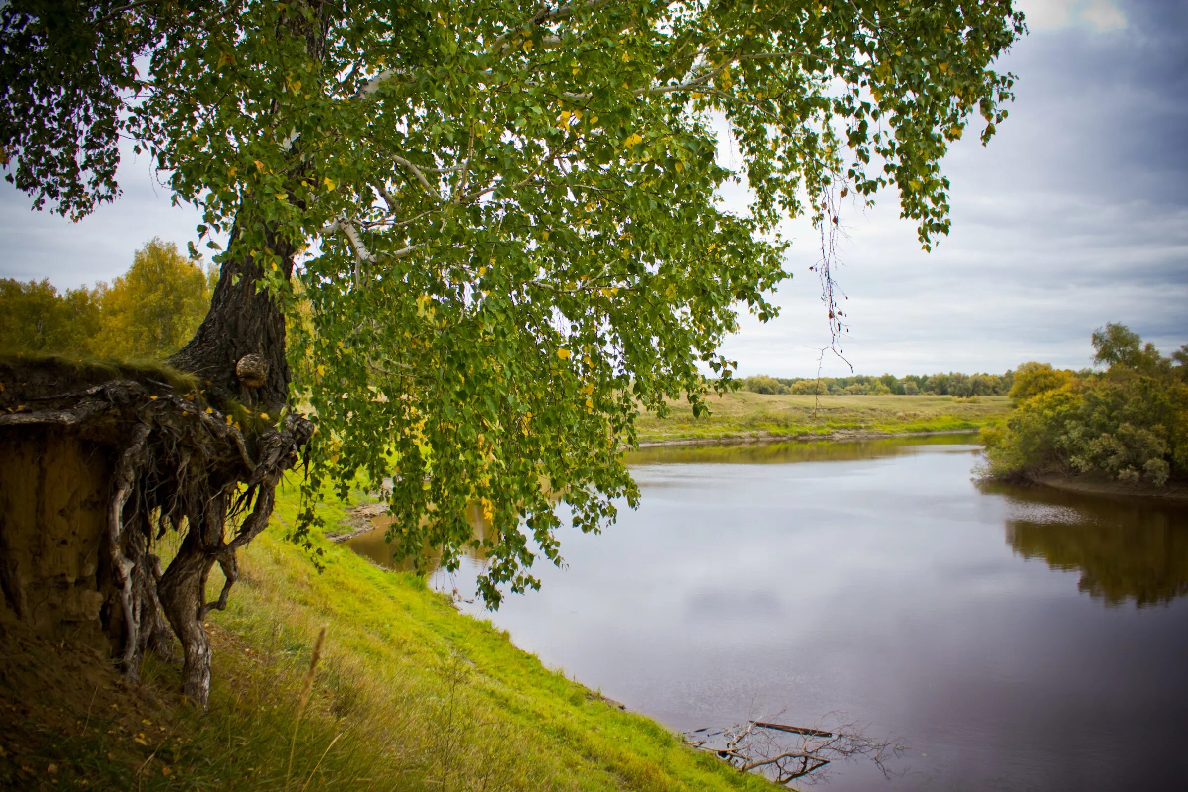 Березка нижегородская область. Береза плакучая Плес. Река Березка Ивановская область. Волга река Березка. Пушгоры береза.