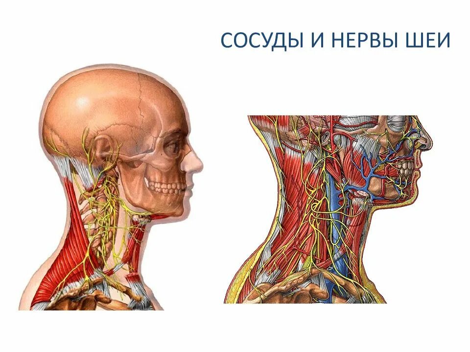 Сосуды головы и шеи. Анатомия нервов головы и шеи.