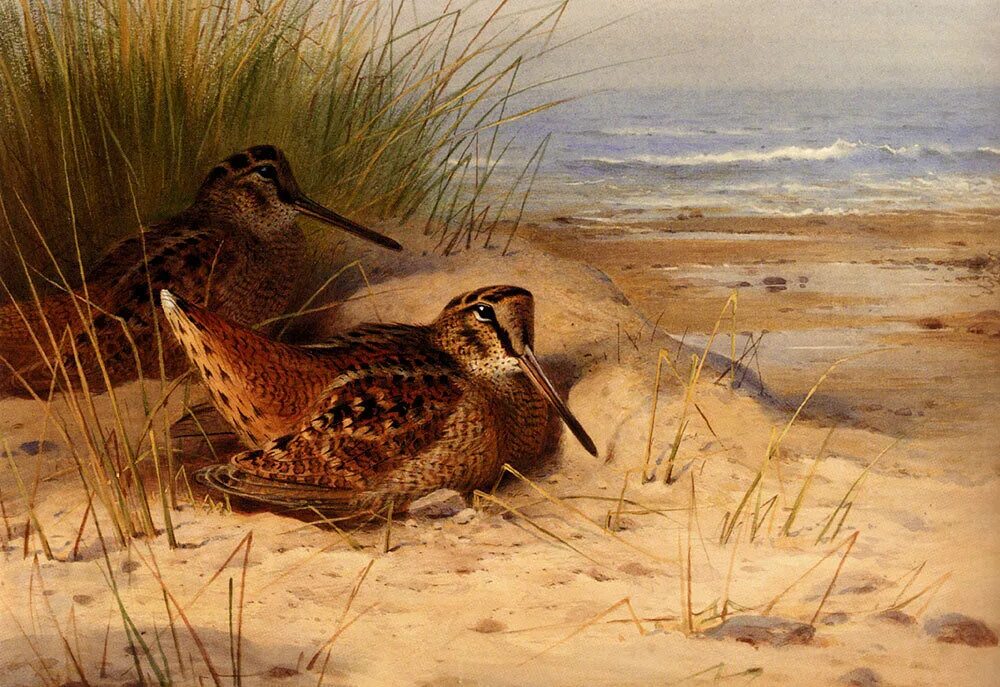 Арчибальд торберн вальдшнеп. Записки охотника. Записки охотника тургенев ермолай. Тургенев "записки охотника". Василий григорьевич перов охотники на привале.