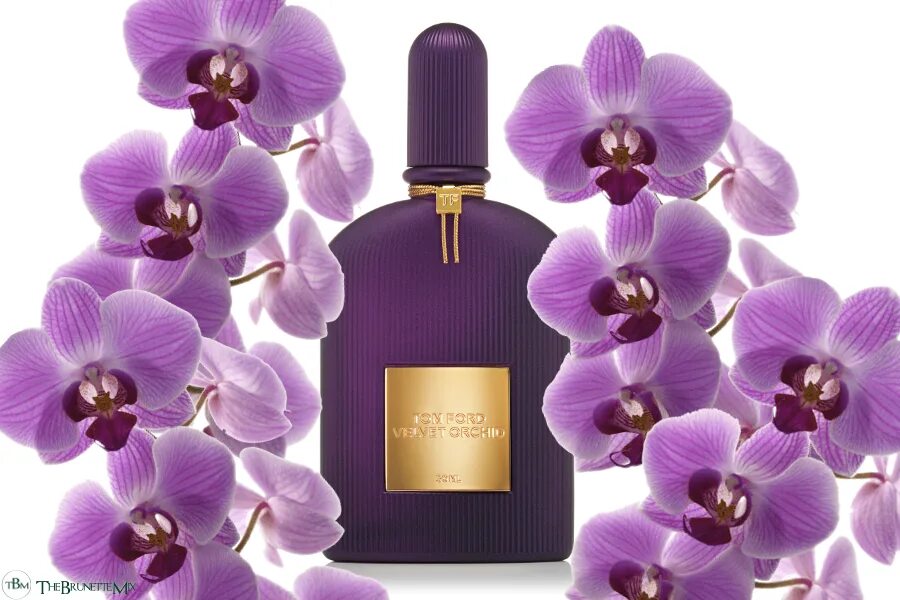 Tom Ford Velvet Orchid. Вельвет Орхидея. Том Форд Виолет Орхидея. Орхидея винный вельвет.