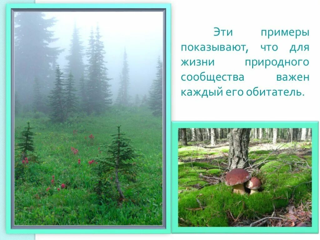 Природное сообщество лес. Природное сообщество лес презентация. Природные сообщества лес и его обитатели. Проект природное сообщество лес.