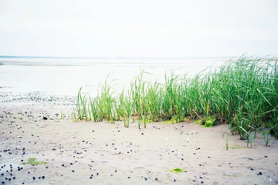Sand plant