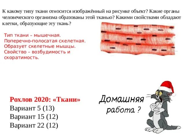Какая ткань изображена на рисунке