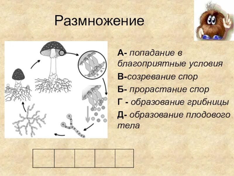 Грибы строение размножение значение. Цикл развития шляпочного гриба схема. размножение шляпочных грибов спорами. шляпочные грибы образование спор. схема развития шляпочного гриба.
