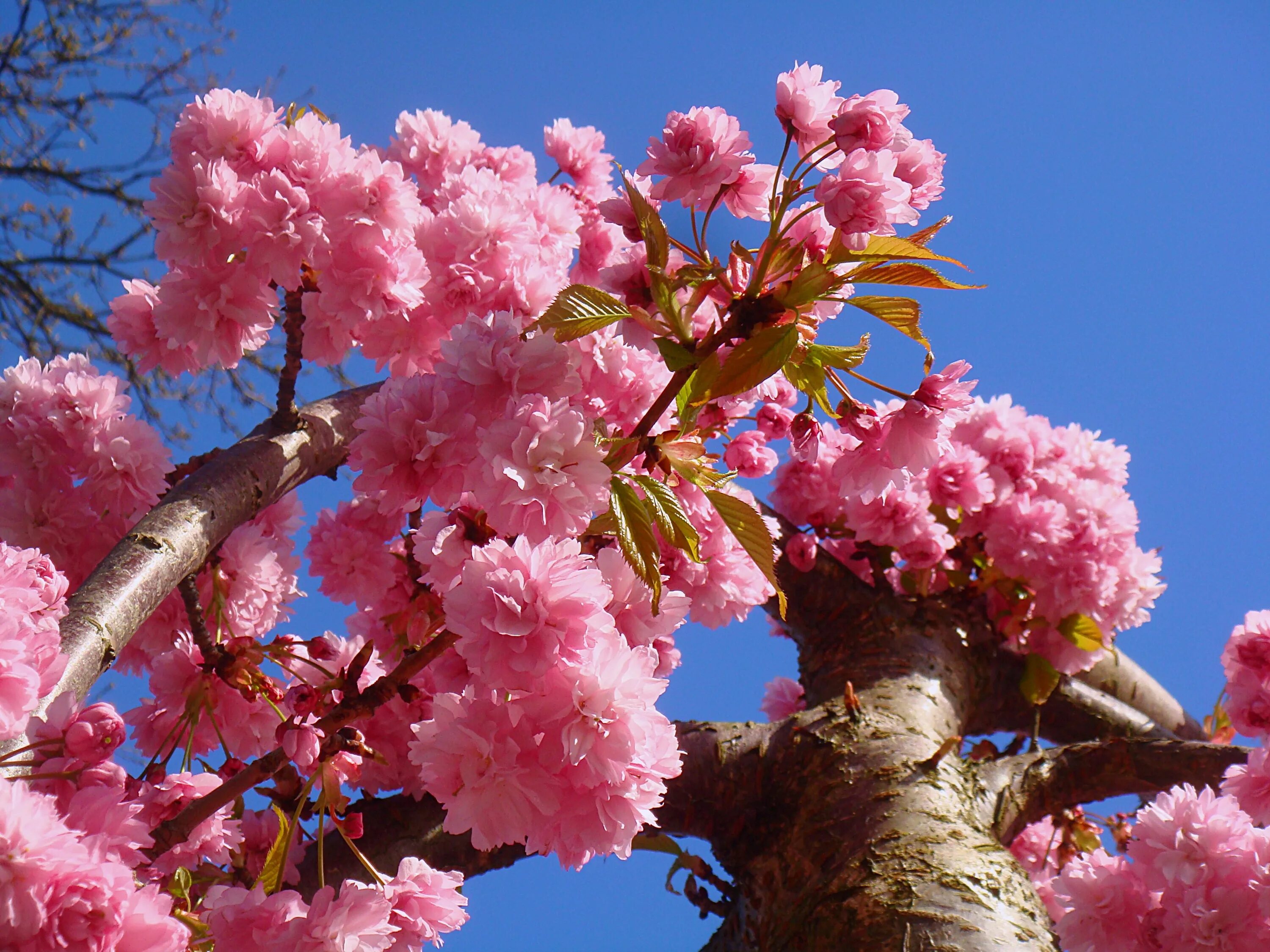 Дерево весной название цветет. Прунус блоссом. Прунус блоссом розовый. Дерево вишня розовоцветущая. Сакура розовая махровая.