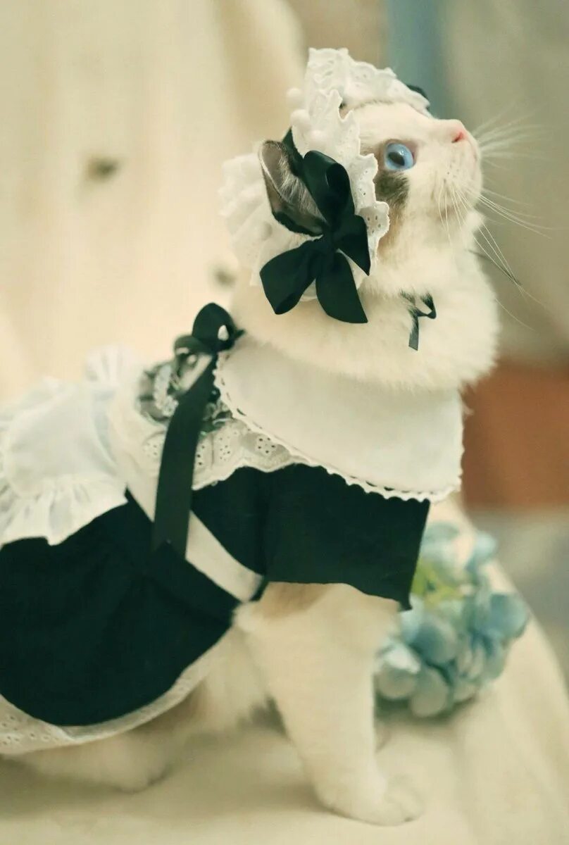 Кошечка с одеждой. Кот в костюме. Ёшка в костюме горничной. Одежда для кошек. Милый котенок в костюме.