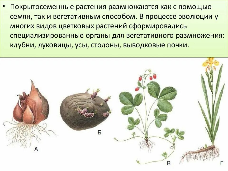 Клубень корневище размножение растений. Размножение растений корневищами клубнями луковицами. Размножение корневищем клубнем луковицей. Размножение растений корневищами, , луковицами.