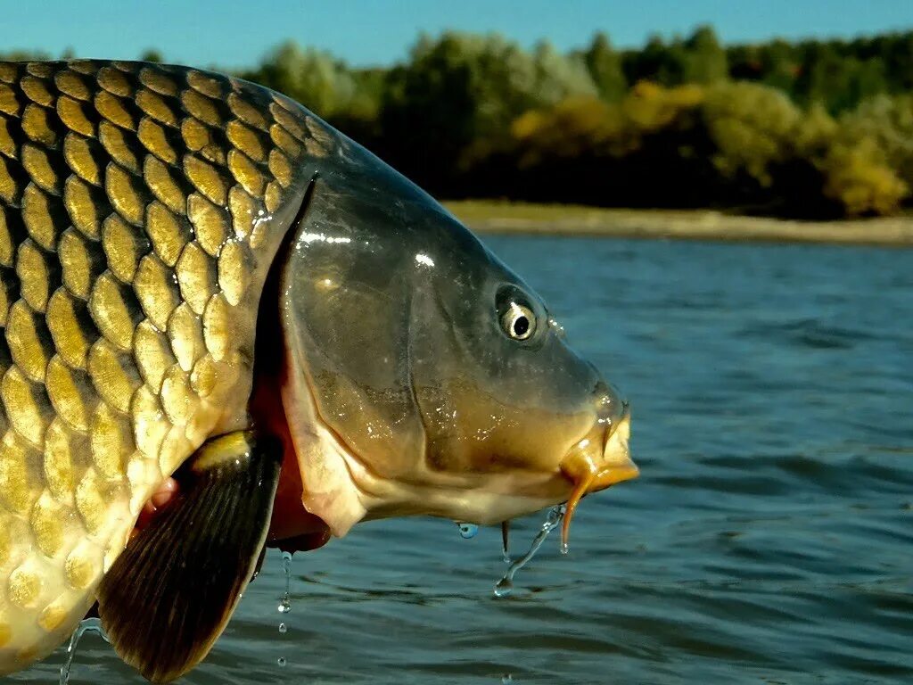 Сазан (Cyprinus Carpio). Амурский сазан. Сазан Ташморский. Сом, сазан, усач, Карп. Рыба живущая на воздухе