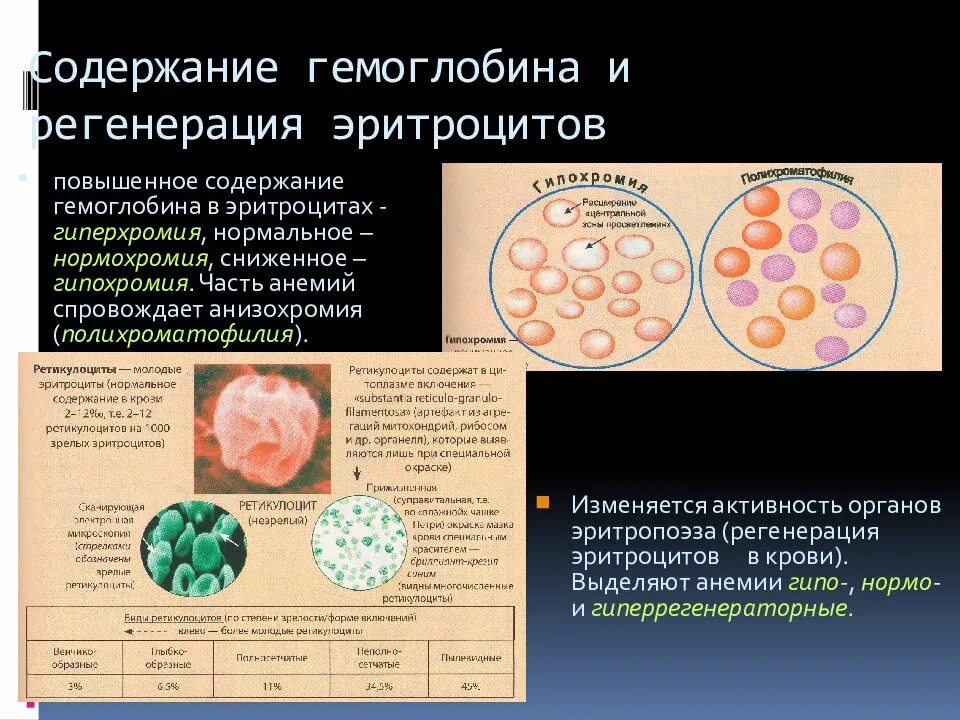 Эритроциты понижены гемоглобин понижен. Полихроматофилия эритроцитов. ретикулоциты и эритроциты. признаки регенерации эритроцитов. ретикулоциты гемоглобин.