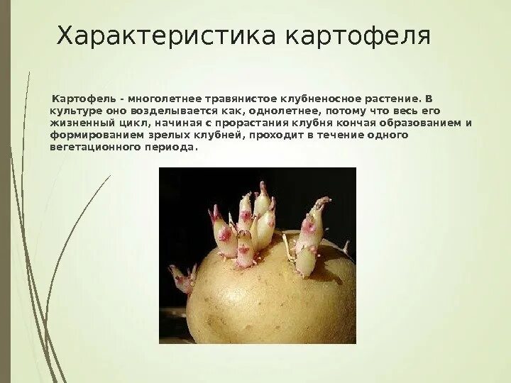 Строение клубня картофеля 6 класс. Подписать строение клубня картофеля. Лабораторная работа клубень картофеля 6 класс. Подземные метаморфозы побега клубень картофеля. Внешнее строение клубня картофеля.