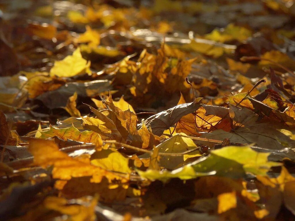 Осенняя листва под ногами. Листья под ногами. Шуршать листьями. Осенние листья под ногами. Виновата осень