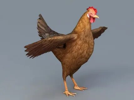 D chicken