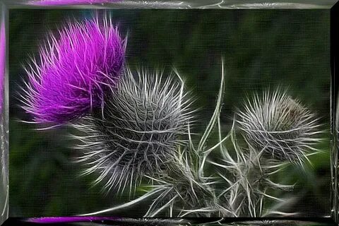 Scotland plant symbol