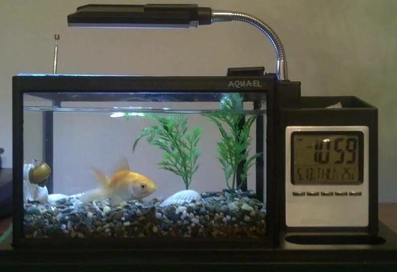 Уф подсветка для аквариума. Можно выключать фильтр на ночь рыбкам. Компьютерный стол под аквариум. Надо ли выключать фильтр в аквариуме на ночь. Выключать свет на ночь у черепахи красноухой.